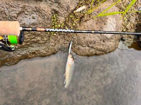 渓流ルアーフィッシング