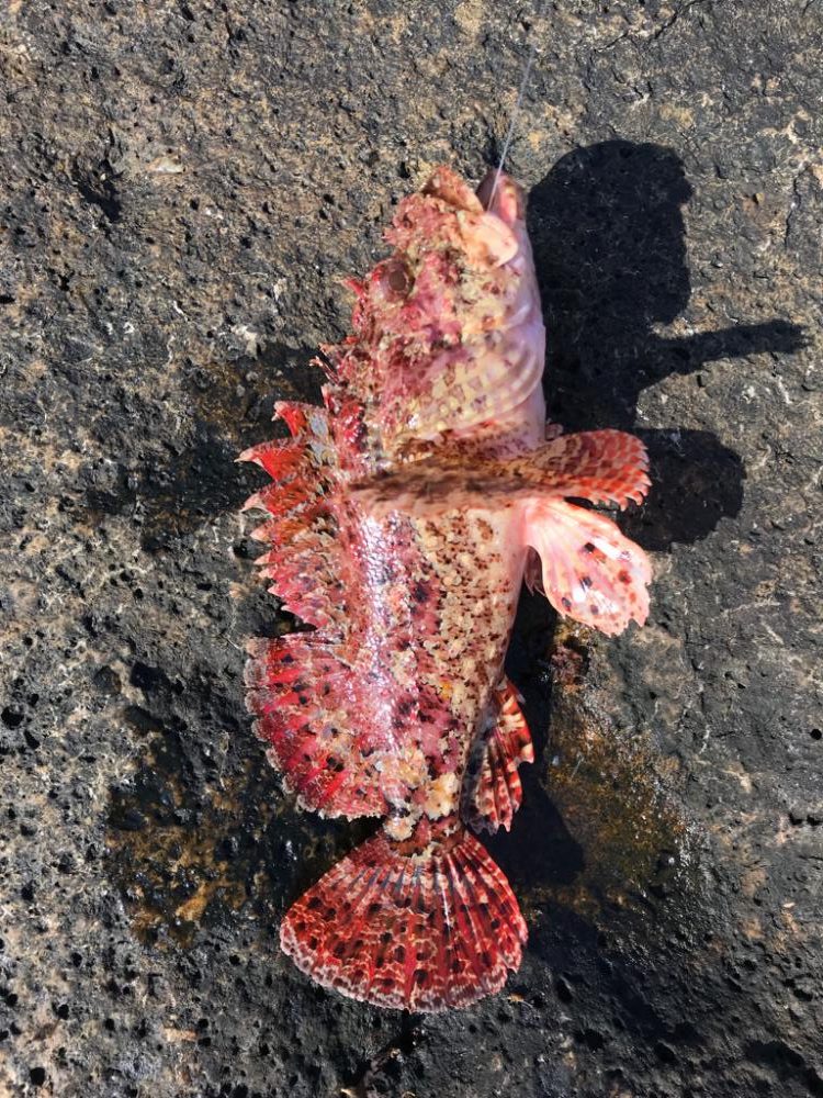 休み消化で磯へ