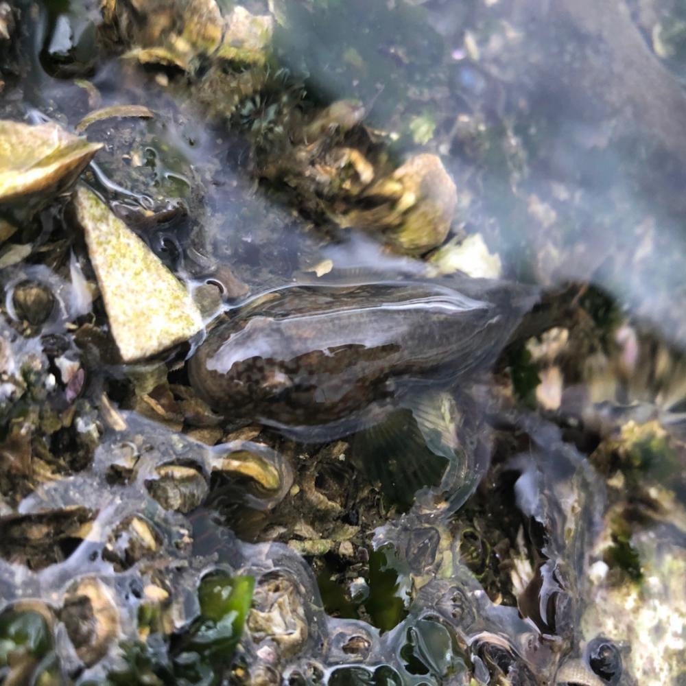 ひと時のハゼ釣り(^ ^)