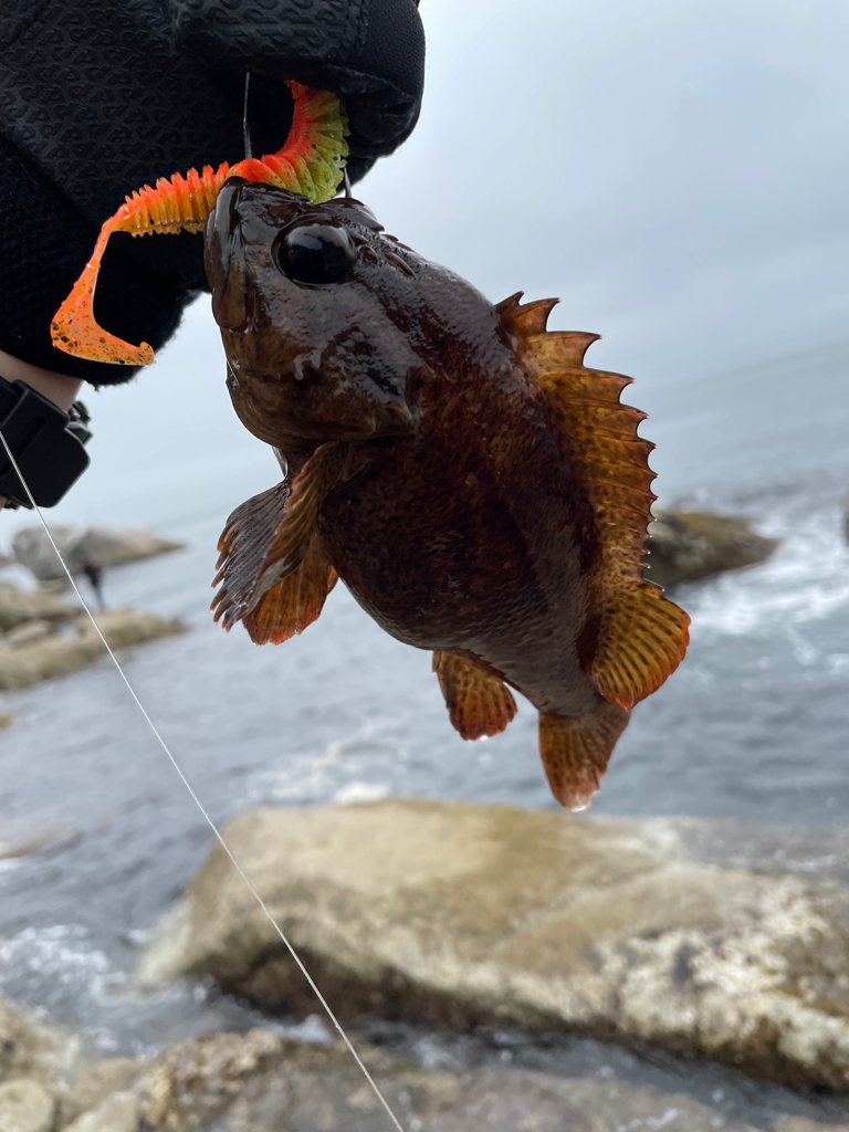 初の東北遠征でモンスターゲット!