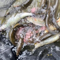 曇りのち豪雨🌩⛈コンパクト錨ケース