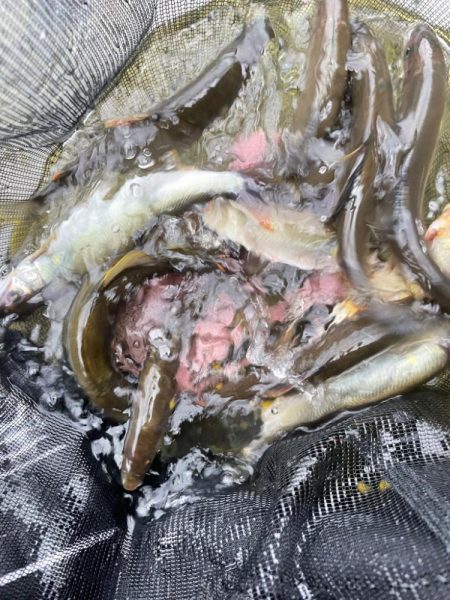 曇りのち豪雨🌩⛈コンパクト錨ケース