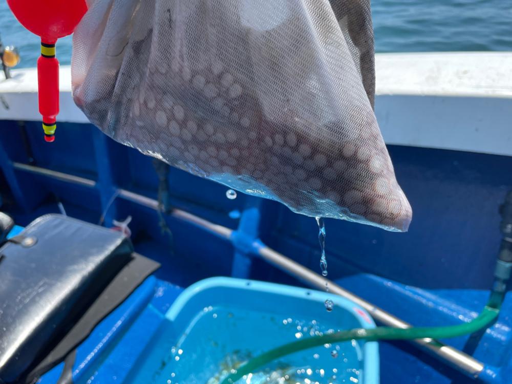 明石　船タコ苦戦