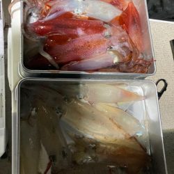 １９日マイカ半夜便