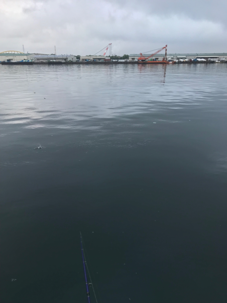 ヘチ釣り朝活！