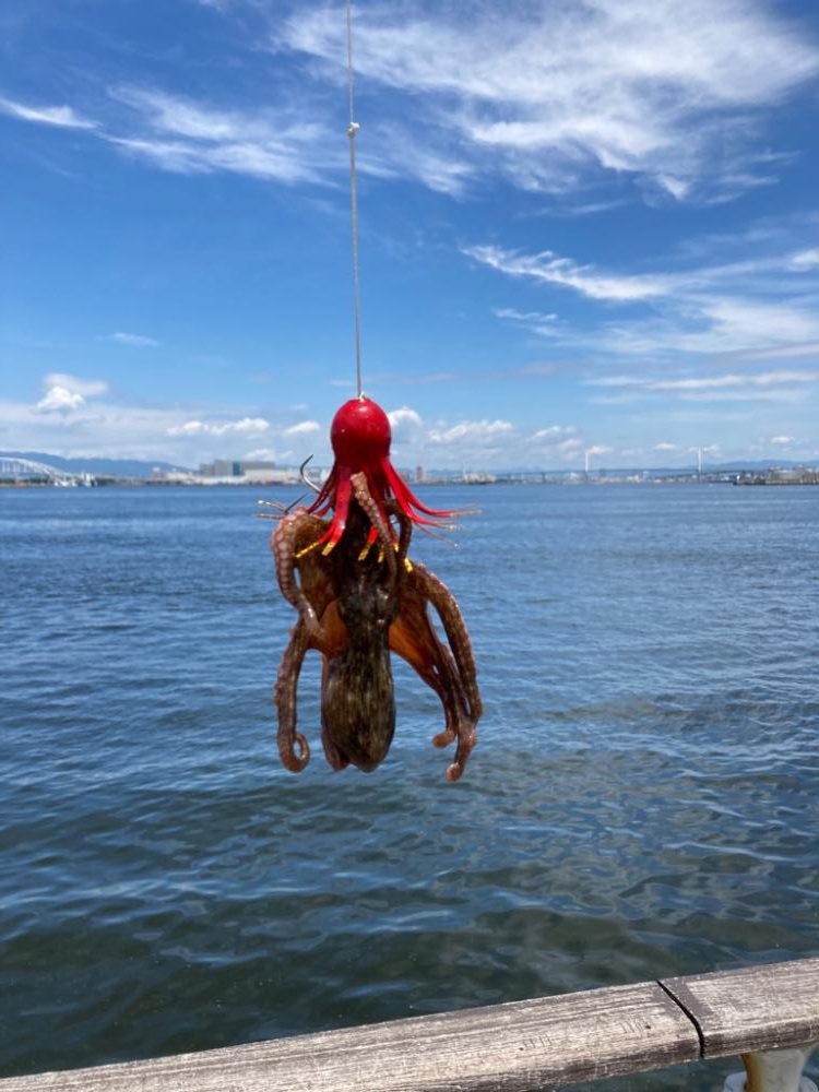 新子狩り。ツヌケ10杯。。。