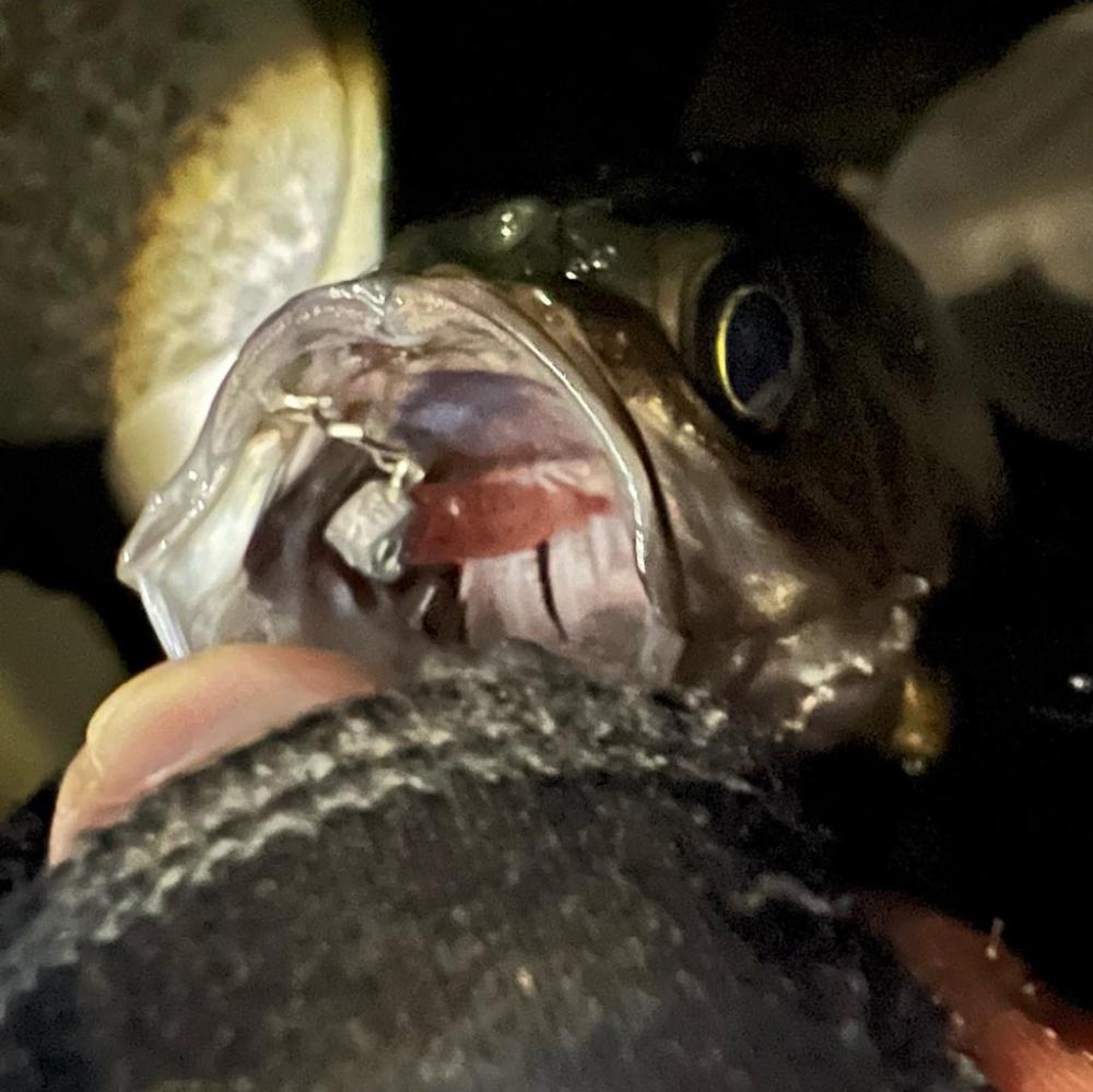 岩屋でラストメバル!