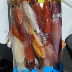 敦賀でイカメタル