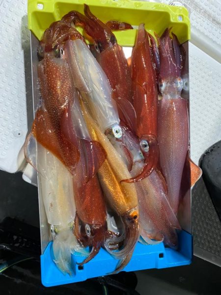 敦賀でイカメタル