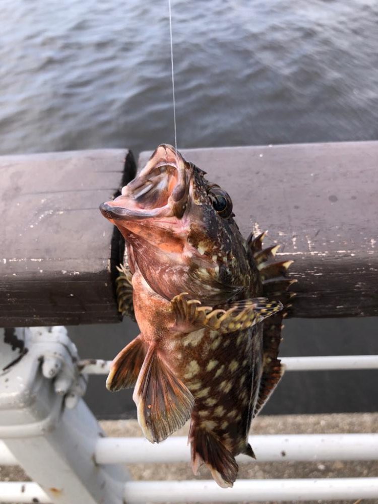 青イソメとサビキ