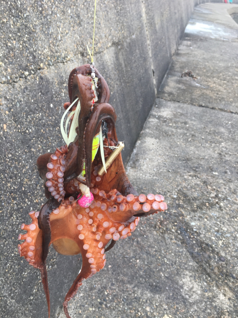 自作タコエギを使って