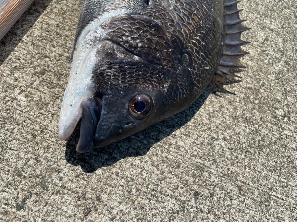 波止フカセで年無しチヌ狙い。