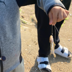 須磨海岸キス狙い