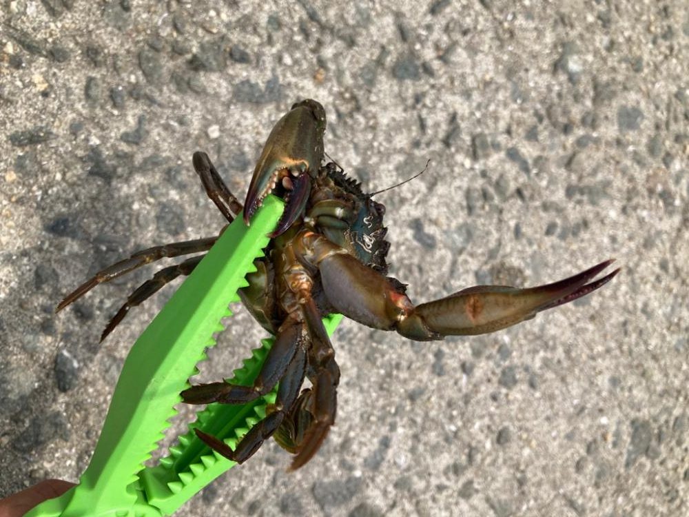 ちょい投げ釣り