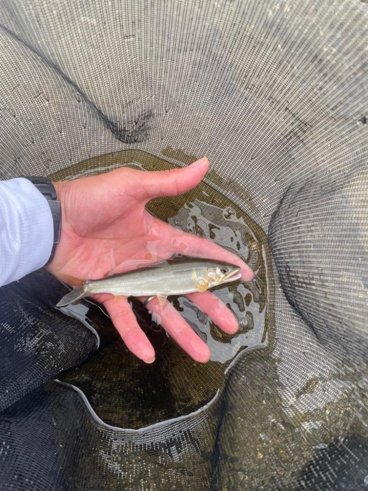 鮎シーズン本格始動‼︎