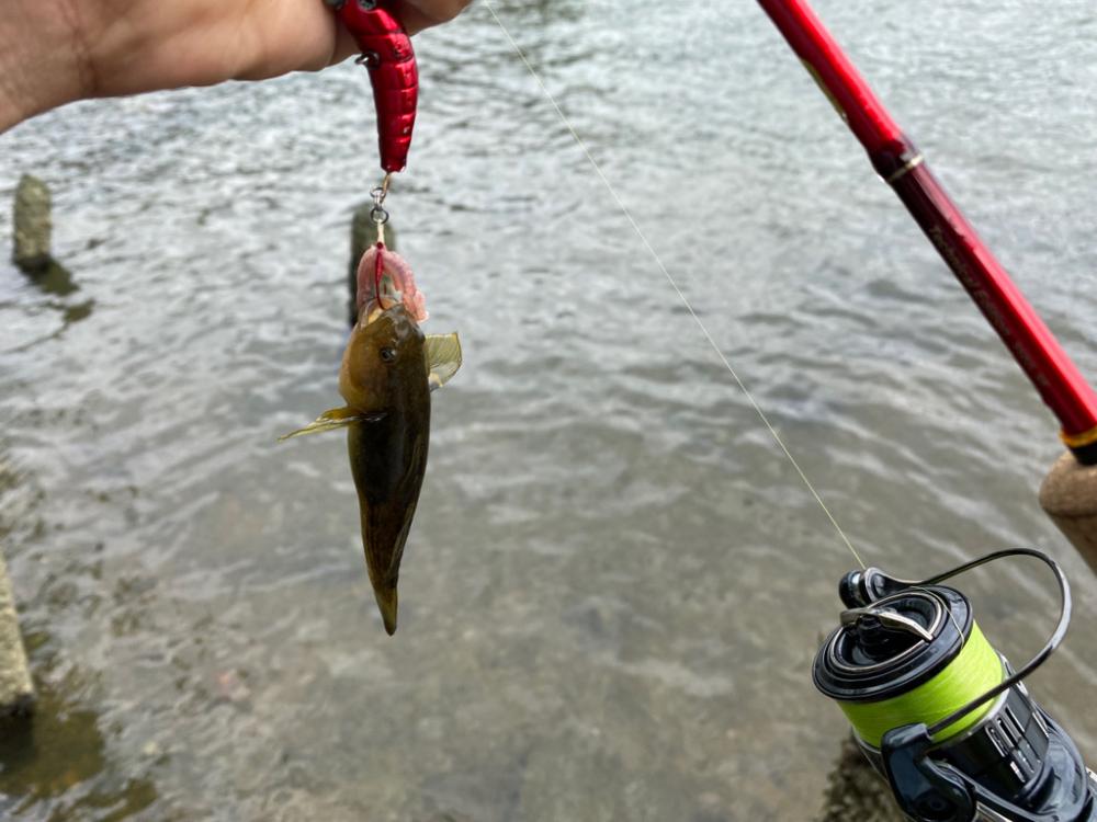 ハゼクランク　淀川釣るのは超簡単
