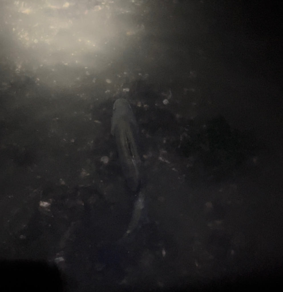 初ウェーディング