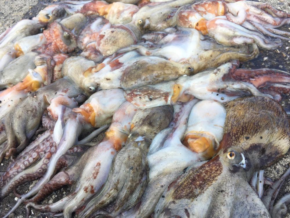 【タコフィネス】で計40杯弱・6kg以上