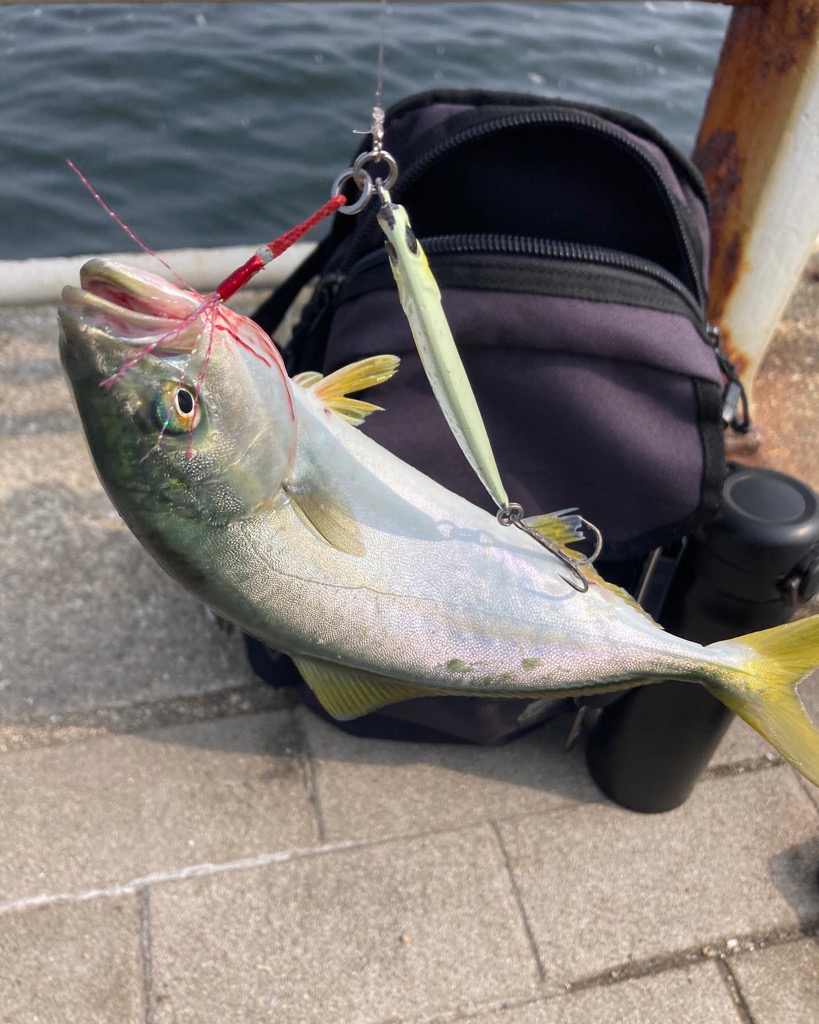 湾奥コスモにてツバス8匹。。