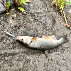 渓流ルアーフィッシング