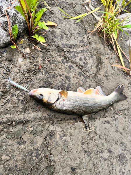 渓流ルアーフィッシング