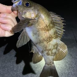 いいサイズ揃いました