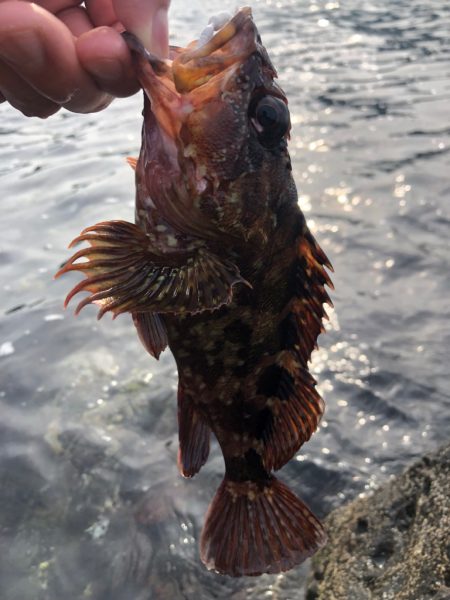 いよいよ夏本格化？？