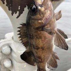 青イソメで根魚