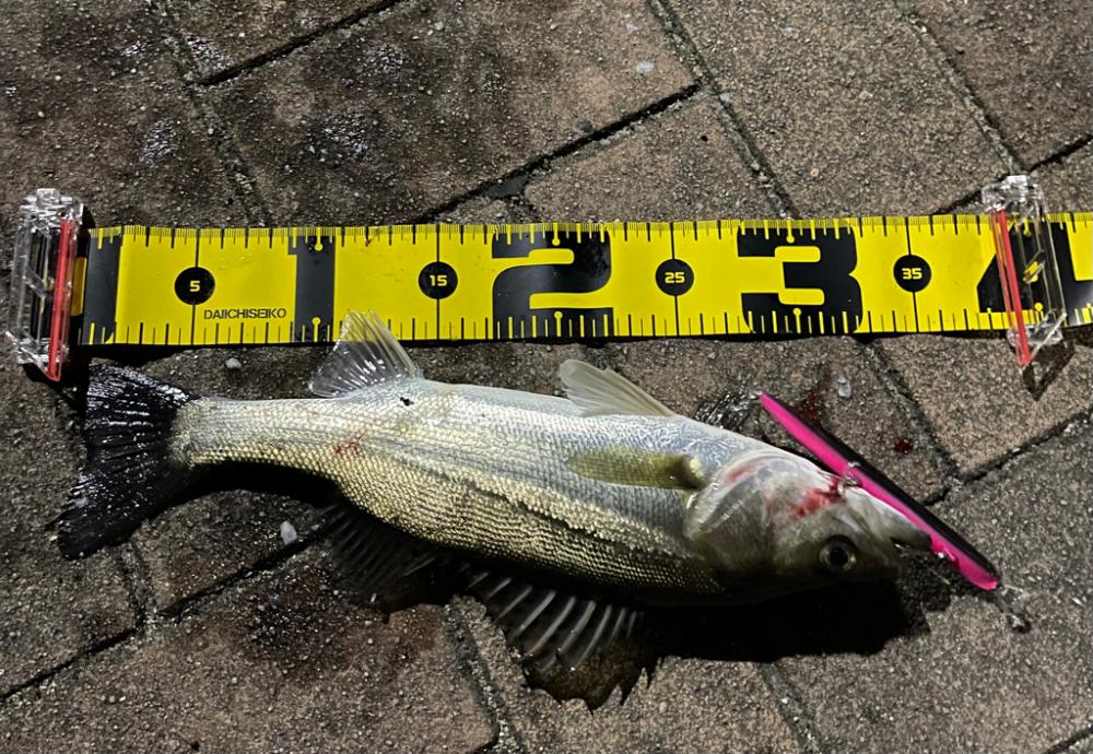 ラザミンで初シーバス