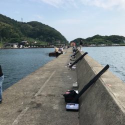 白杉漁港アジング