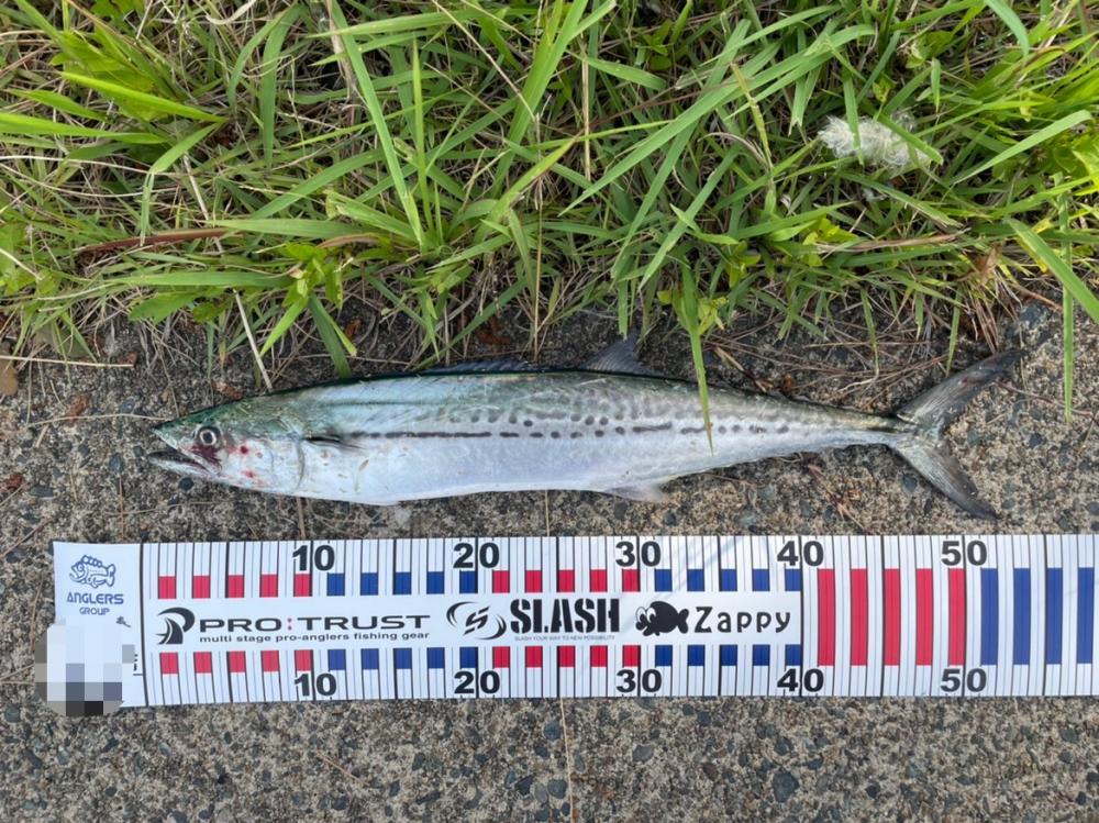 春のサゴシ釣り