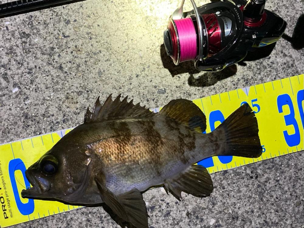 好調です、明石のメバル