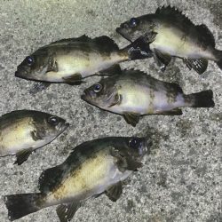 メバル連発