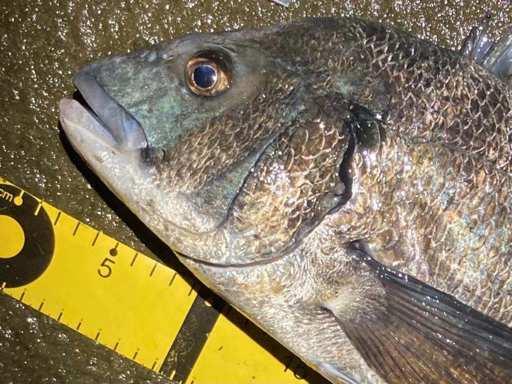 ナイトルアーフィッシング