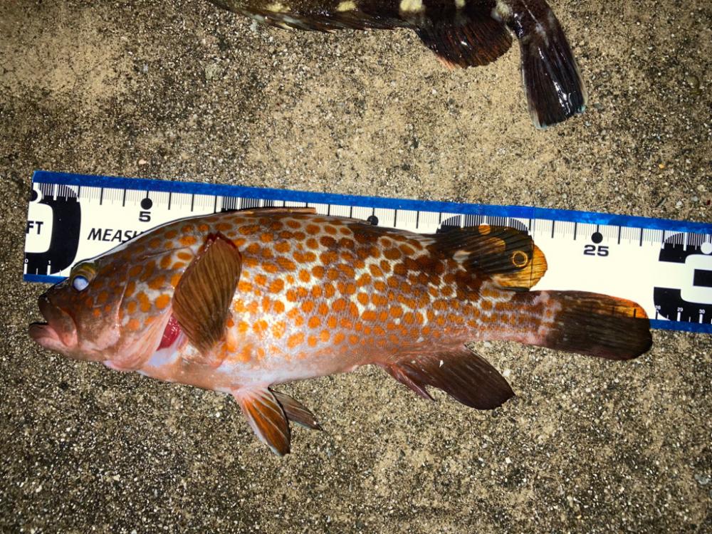 やはり仕上げは・・・