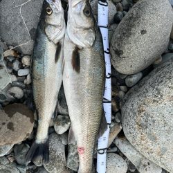 とうとうシーバスご在宅