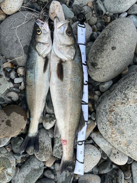 とうとうシーバスご在宅