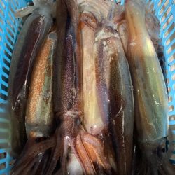 １４日マイカ半夜便