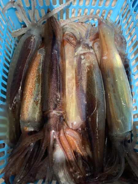 １４日マイカ半夜便