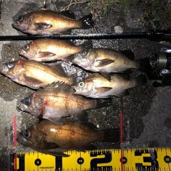 悔しさ残るメバリング