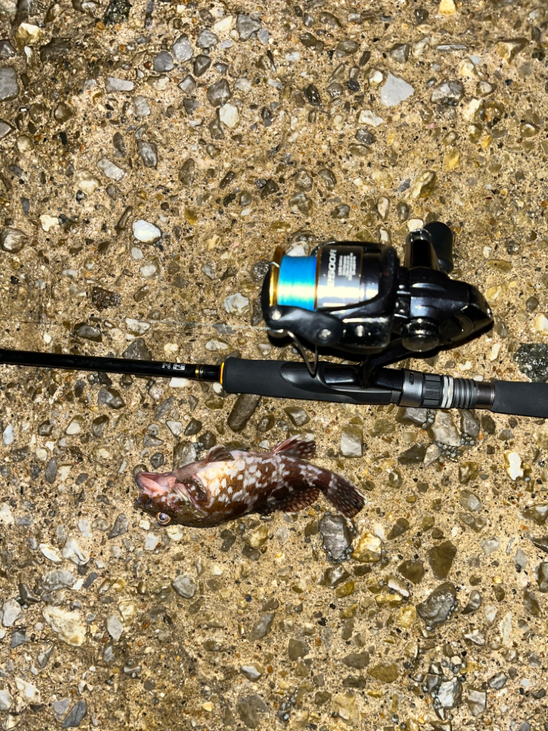 ガシラはライトリグが面白い