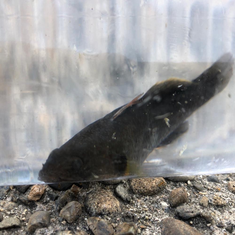 ハゼ釣り夕方のひと時(^ ^)