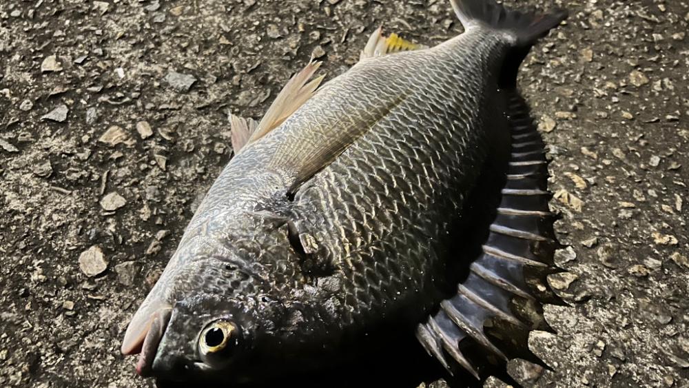 久々のシーバス