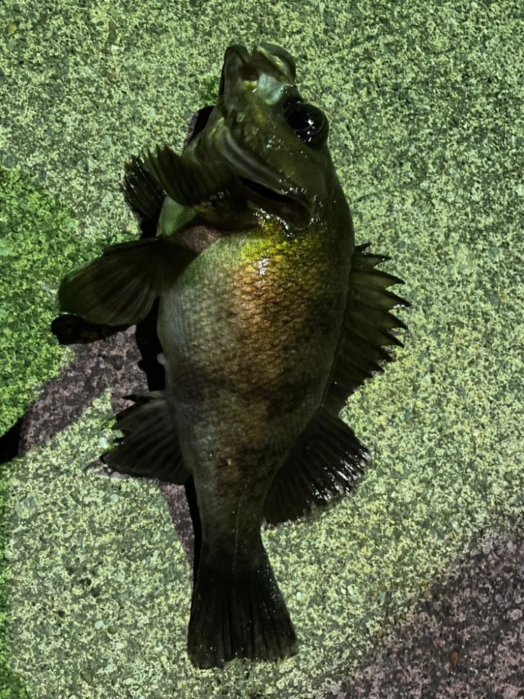 ロック、メバリング