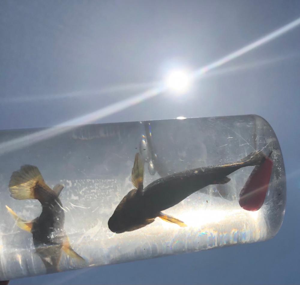 ハゼ釣り三昧(^ ^)