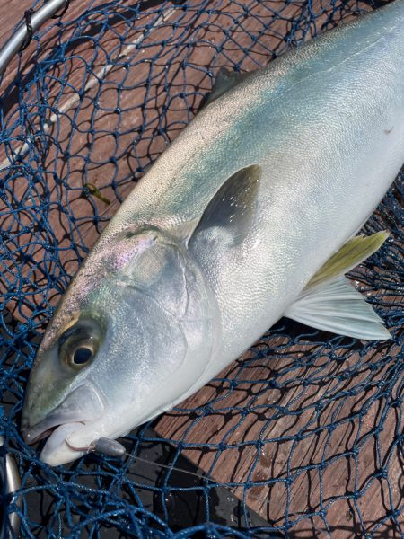 じゃのひれフィッシングパークさんにて