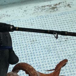 ぷりぷりタコエビでぷりタコゲット