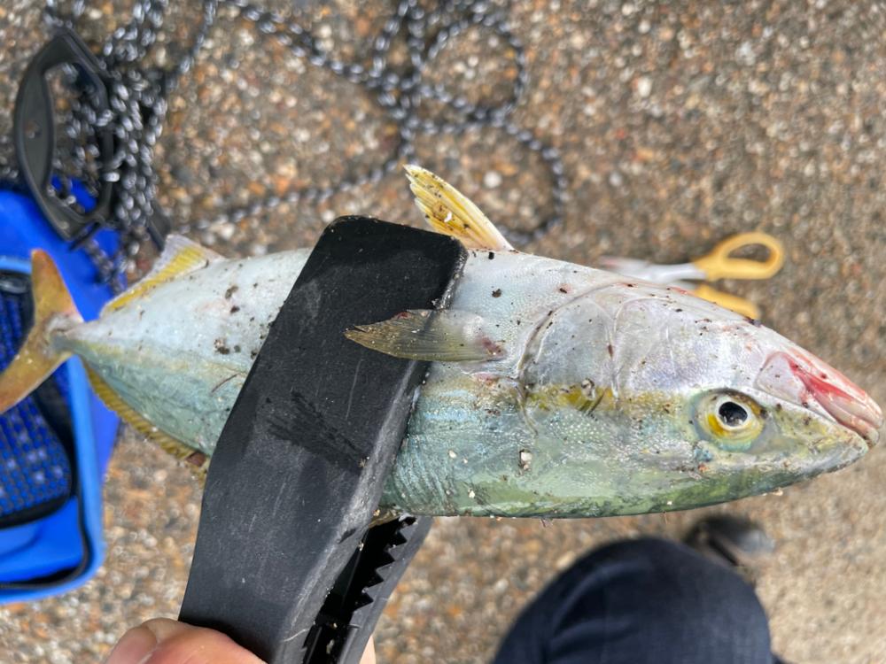 ようやくツバスが釣れました*\(^o^)/*