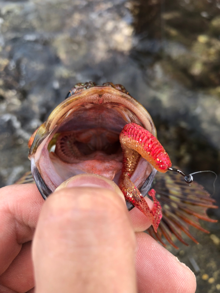 ハードロックフィッシュゲーム!!