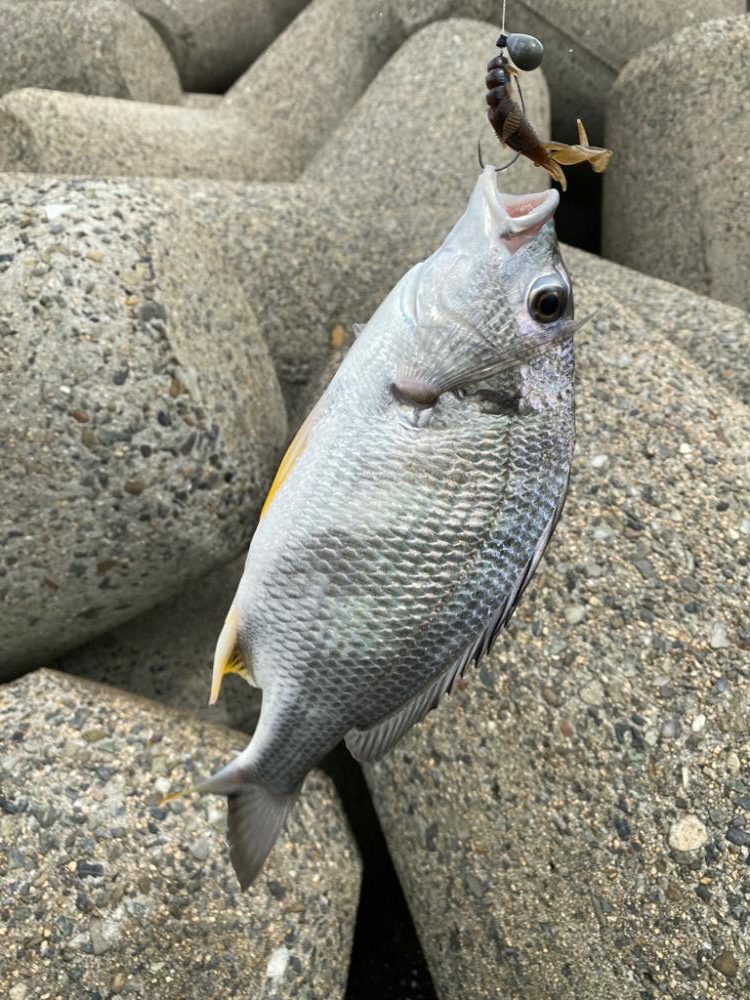 チニング 2日連続